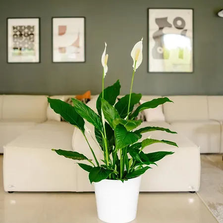 Przy Gwiazdach Владыславово