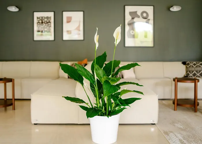 Przy Gwiazdach Władysławowo